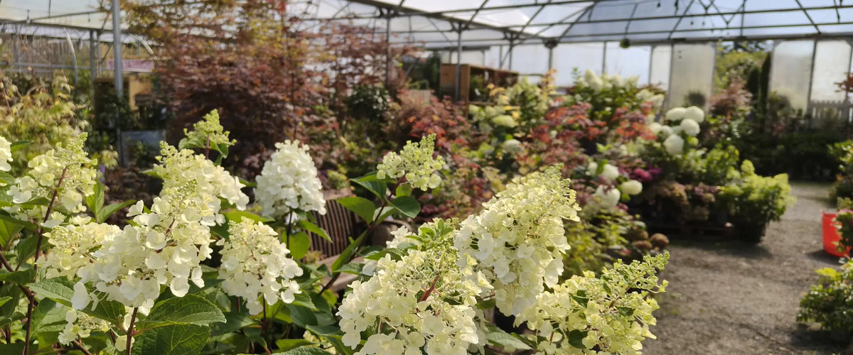 Plants and greenery at Pengelly Garden Centre