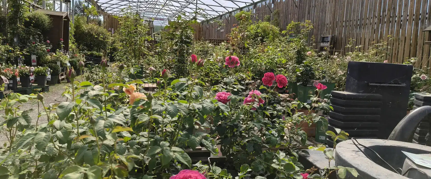 Roses and flowering garden plants inside Pengelly Garden Centre nursery in Cornwall