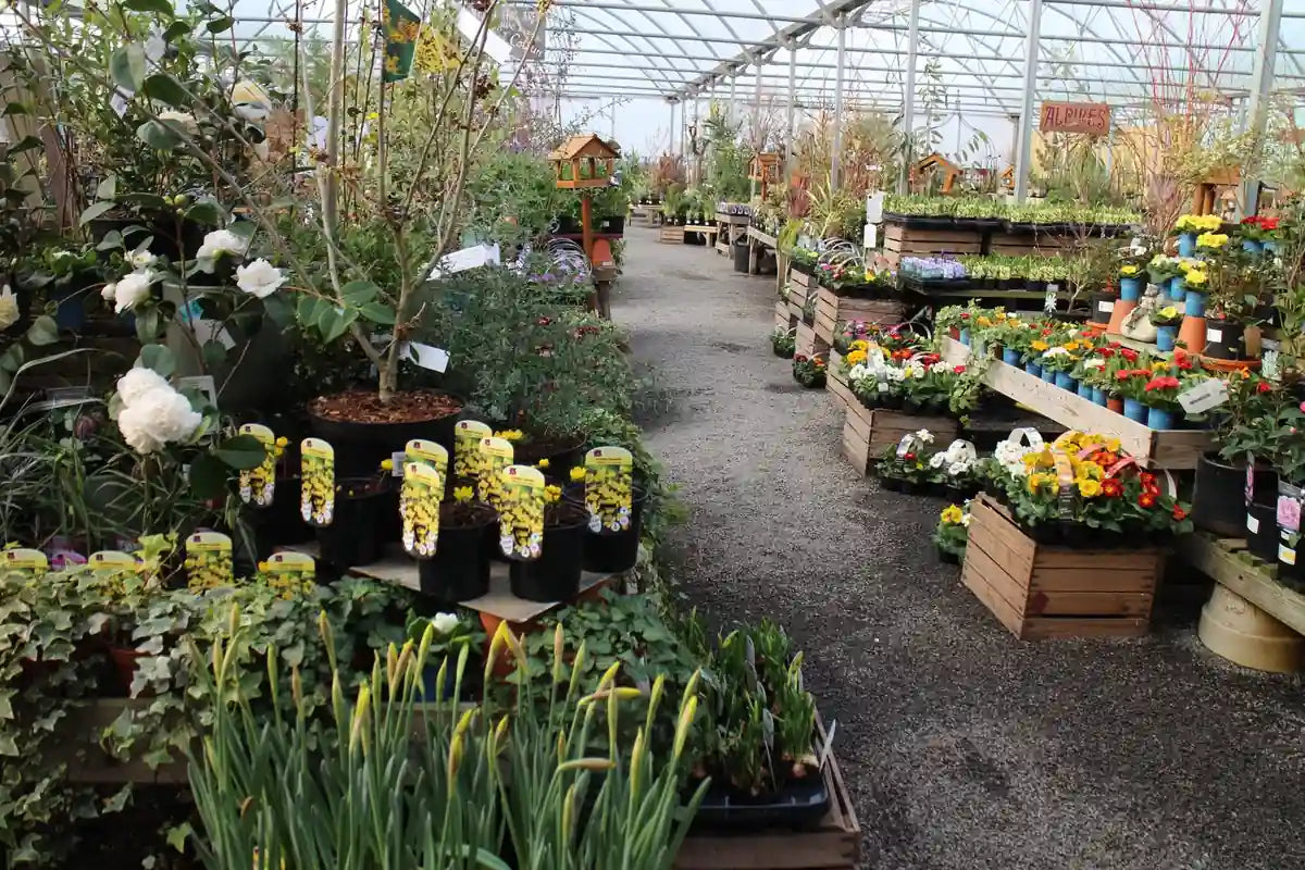 A wide aisle inside the Pengelly Garden Centre polytunnel lined with camellias, primulas, alpines, daffodils and seasonal bedding plants in Cornwall