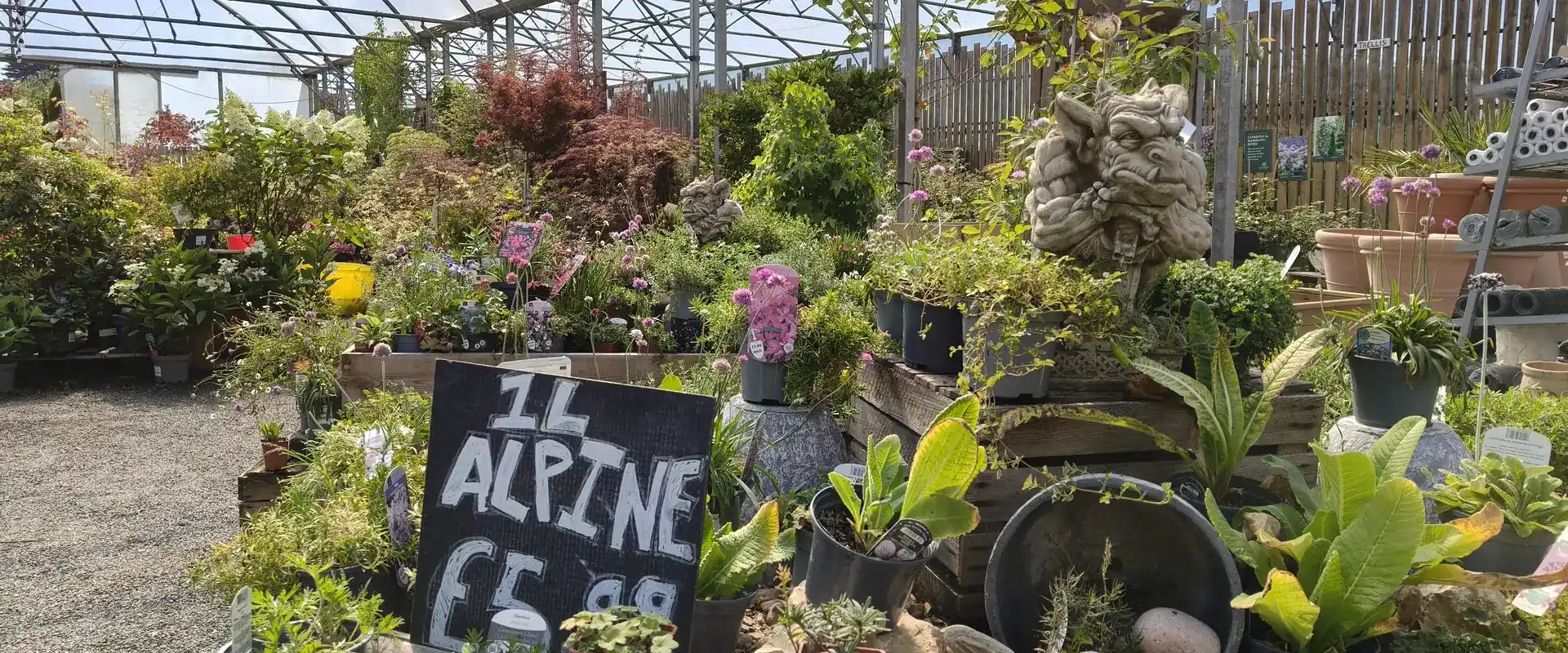 Alpine plants and speciality nursery displays at Pengelly Garden Centre in Cornwall