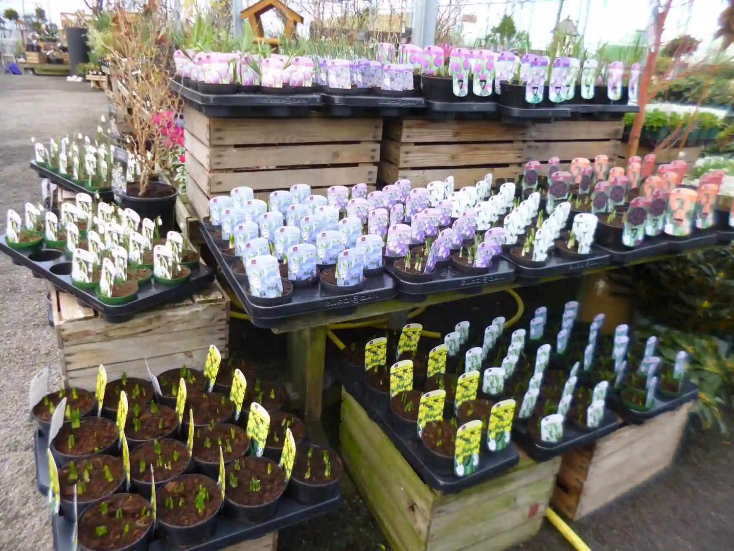 A tiered display of spring flowering bulbs including tulips, snowdrops, crocuses and daffodils in pots at Pengelly Garden Centre, Grampound Road, Cornwall