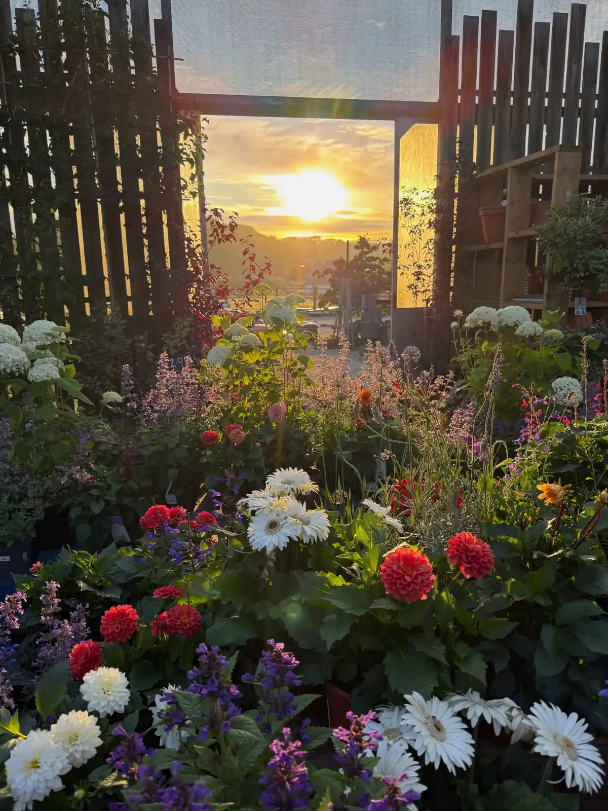 Dahlias, gerberas and summer flowers at sunset at Pengelly Garden Centre, Cornwall