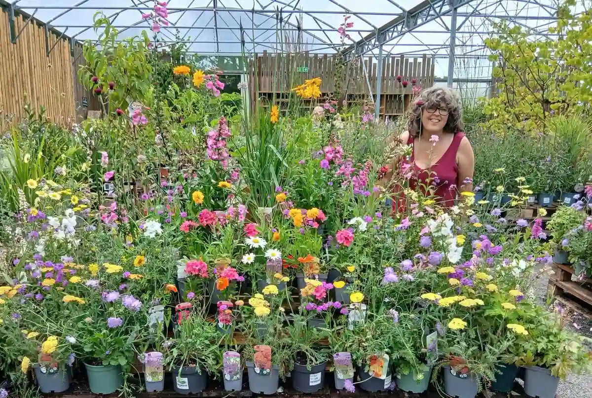 A smiling member of the Pengelly Garden Centre team surrounded by a stunning display of colourful summer perennials and wildflowers inside the polytunnel in Cornwall