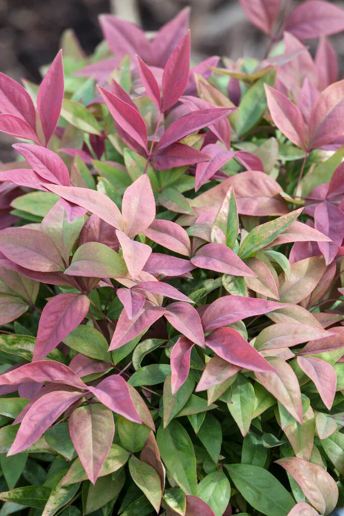 Nandina domestica 'Blush Pink' 2L