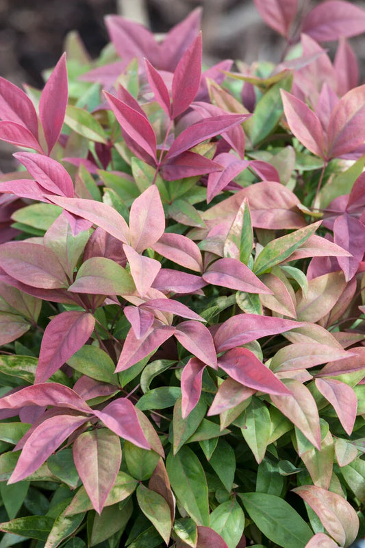 Nandina domestica 'Blush Pink' 2L