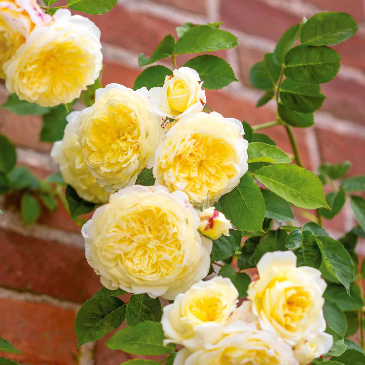 Decorative wooden pilgrim garden statue wearing cloak and hat holding a walking stick
