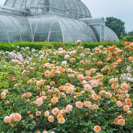 David Austin Rose Port Sunlight apricot-peach rosette with ruffled petals and glossy green leaves, Pengelly Cornwall
