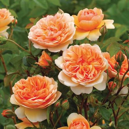 David Austin Rose Port Sunlight creamy apricot rosette blooms on bushy shrub at Pengelly Garden Centre Cornwall