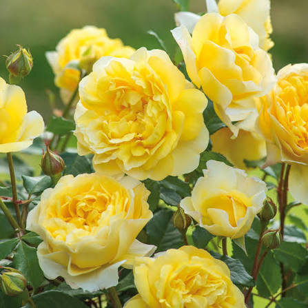 David Austin Rose The Poet's Wife blush-pink English shrub rose in full bloom at Pengelly Garden Centre Cornwall