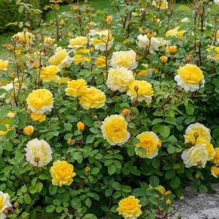 David Austin Rose The Poet's Wife apricot rosette blooms with glossy green foliage at Pengelly Garden Centre Cornwall