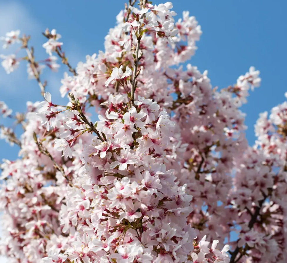 Prunus pen Ascendens Rosea — 12L Container
