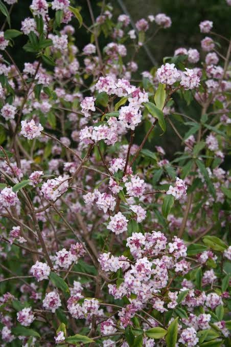 Daphne Jacqueline Postill 2ltr