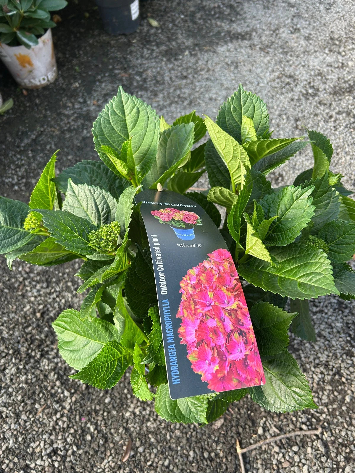 assorted bedding plants in plastic trays on display at Pengelly Garden Centre