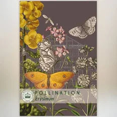 Thompson & Morgan Kew 'Erysimum' seeds