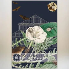 Thompson & Morgan Kew 'Evening Primrose' seeds