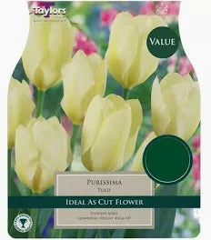 Tulip 'Purissima' 30 bulbs