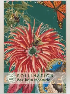 Thompson & Morgan Kew 'Bee Balm Monarda' seeds