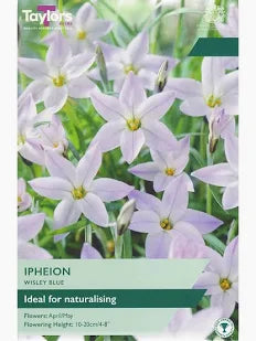 Ipheion 'Wisley Blue' 20 bulbs
