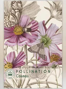 Thompson & Morgan Kew 'Cosmos' seeds