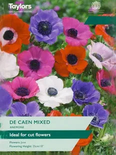 Anemone 'De Caen' 20 bulbs