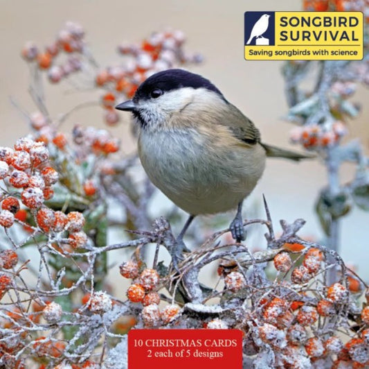 The Eco-Friendly Card Co Songbird Survival Mixed Christmas Cards 10 Pack