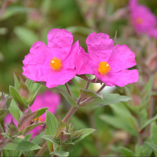 Cistus pulverulentus 'Sunset' P15