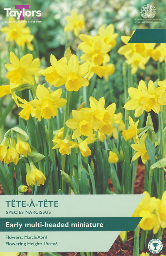 Narcissus Tete-a-Tete miniature daffodils bright yellow blooms in spring garden