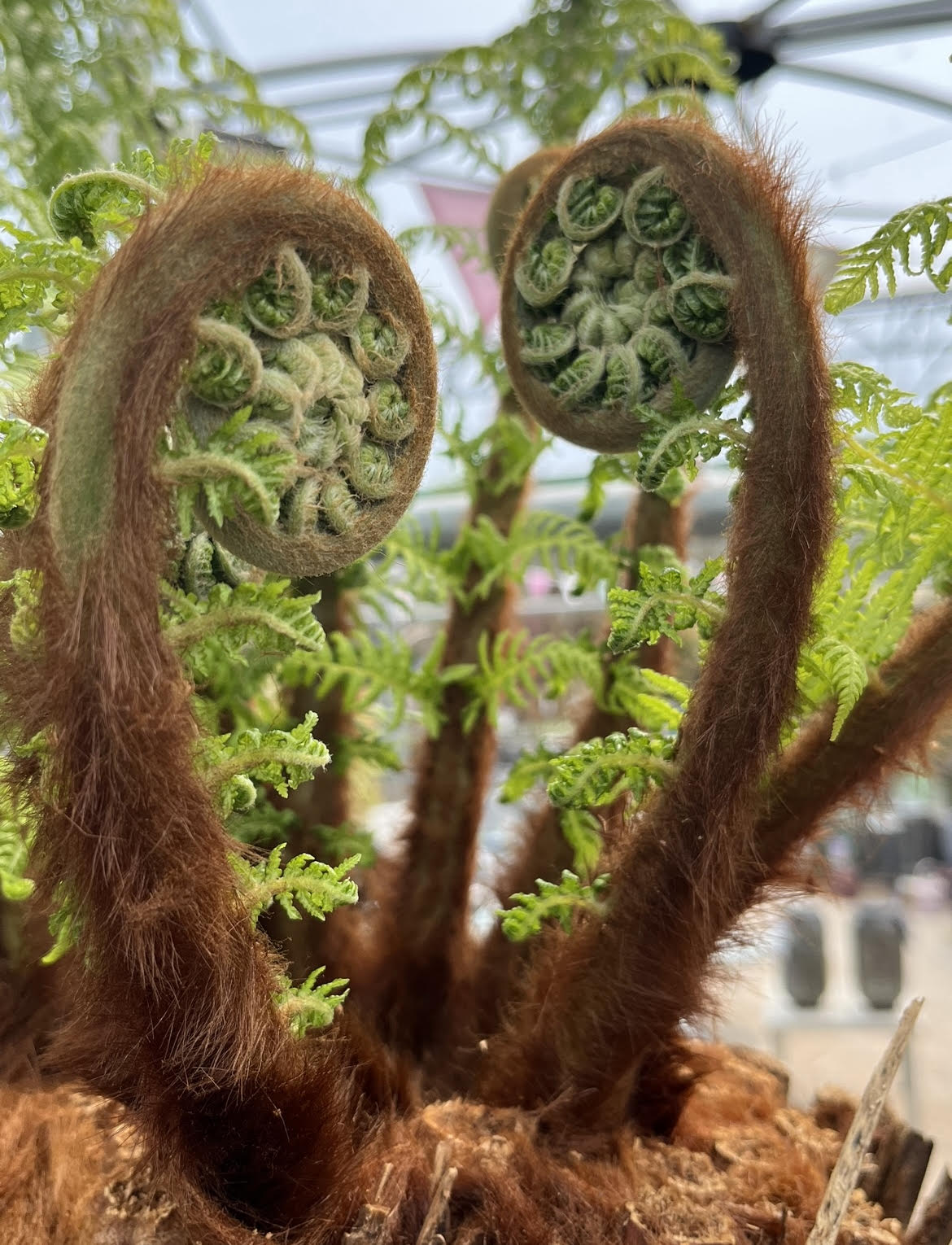 Mature tree fern (Dicksonia antarctica) with lush green fronds in shaded Cornish garden setting