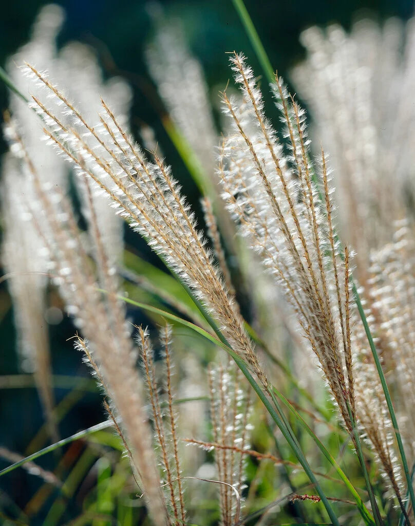 Miscanthus sinensis 'Gracillimus' 2Ltr