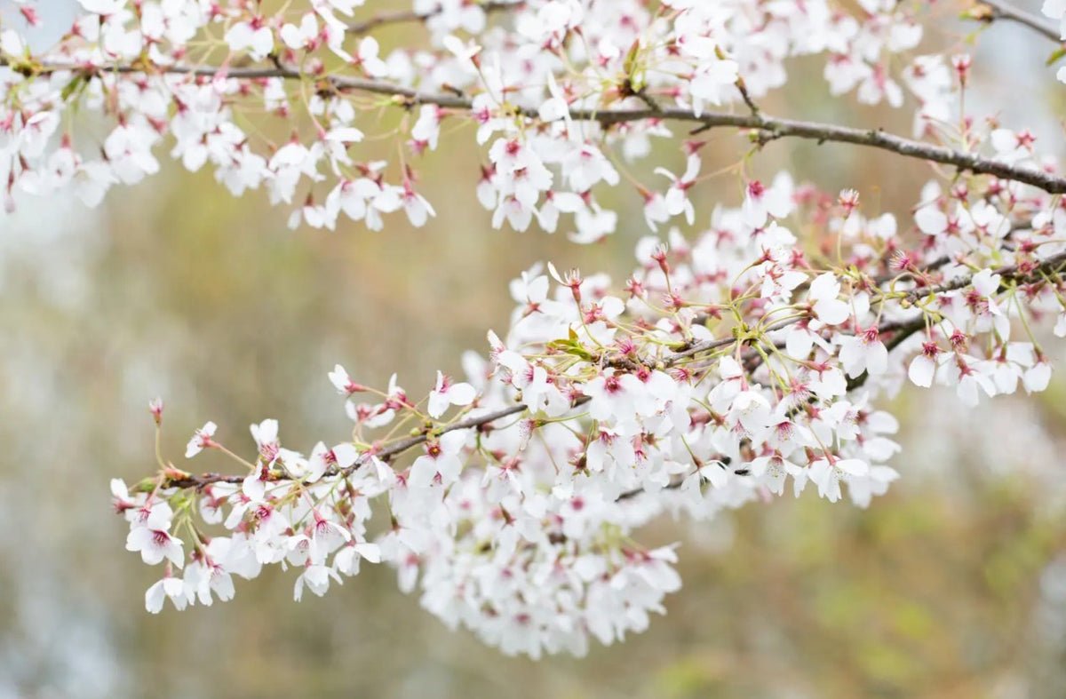 Prunus x yedoensis — 12L Container