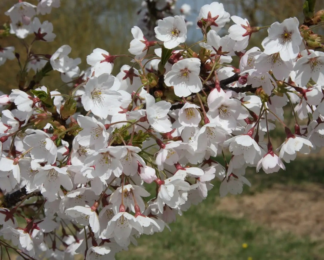 Prunus x yedoensis — 12L Container