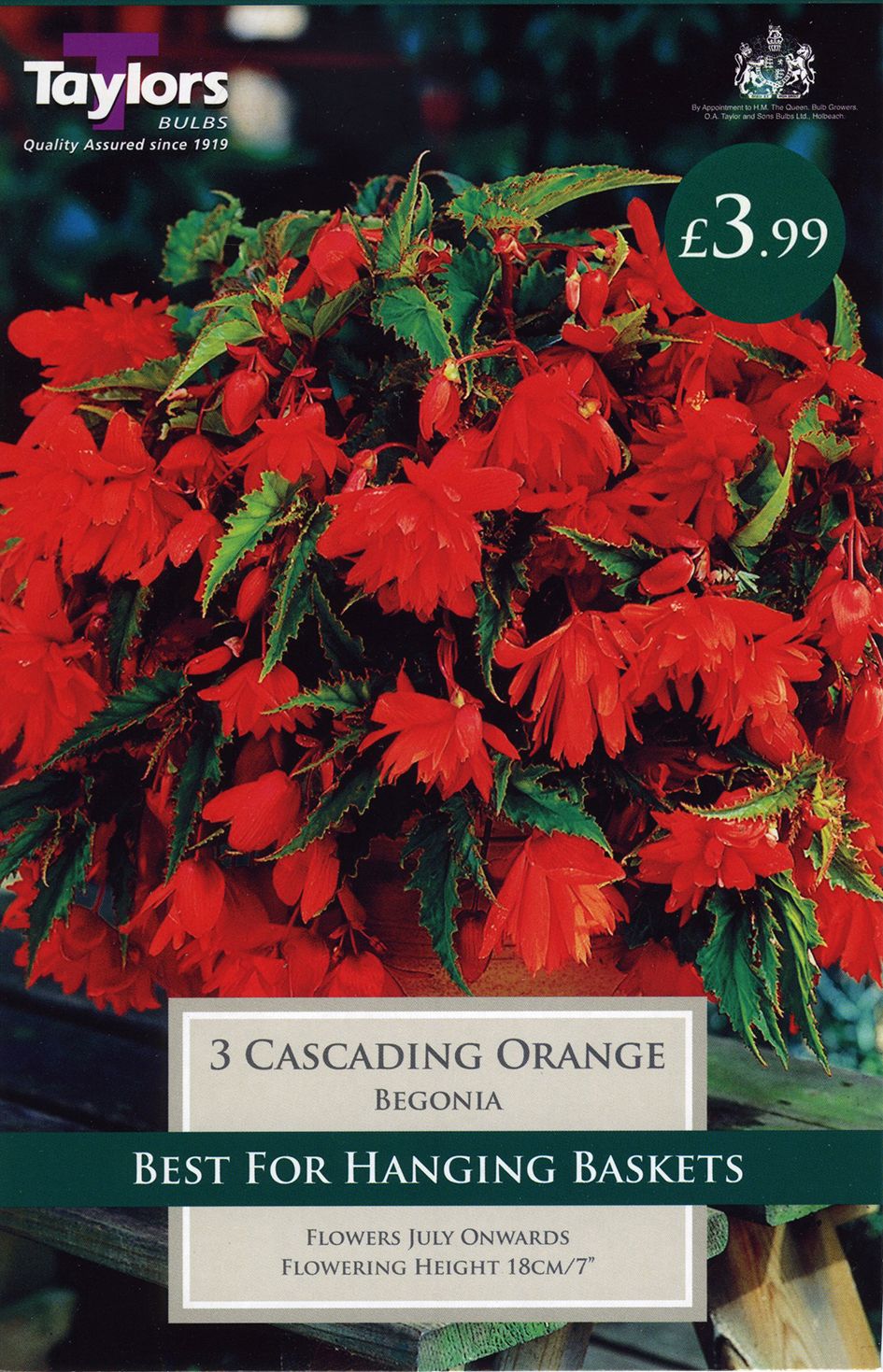 Mixed potted bedding plants including pelargoniums and petunias on metal display racks at Pengelly Garden Centre, Cornwall
