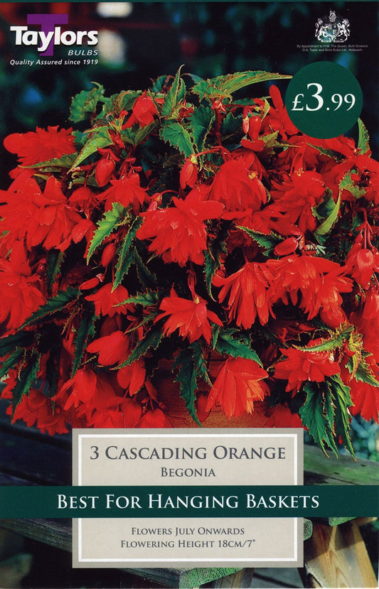 Mixed potted bedding plants including pelargoniums and petunias on metal display racks at Pengelly Garden Centre, Cornwall