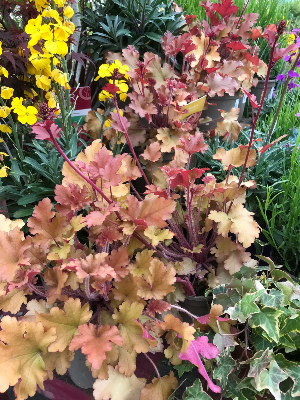 Assorted potted garden plants on display at Pengelly Garden Centre nursery bench