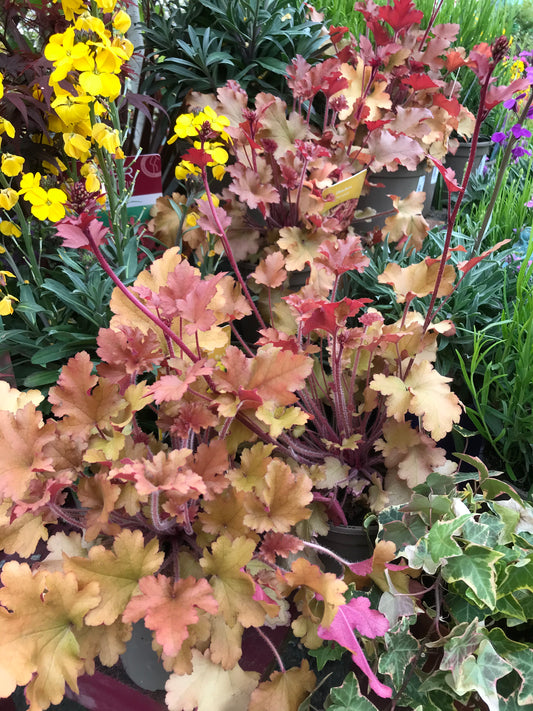 Assorted potted garden plants on display at Pengelly Garden Centre nursery bench