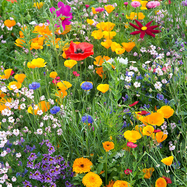Honeybee visiting colourful mixed bedding annuals in a sunny cottage garden bed, pollinator on vibrant flowers
