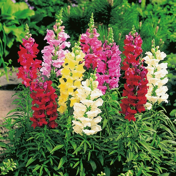 Antirrhinum (snapdragon) mixed-colour flowering spikes in garden centre display