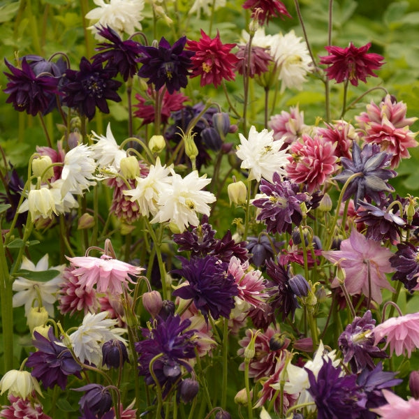 Aquilegia (columbine) perennial with nodding spurred flowers and yellow centres against green foliage