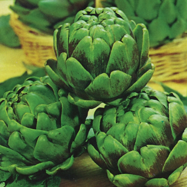 Globe artichoke (Green Globe) plant with large edible buds and silvery-green serrated leaves