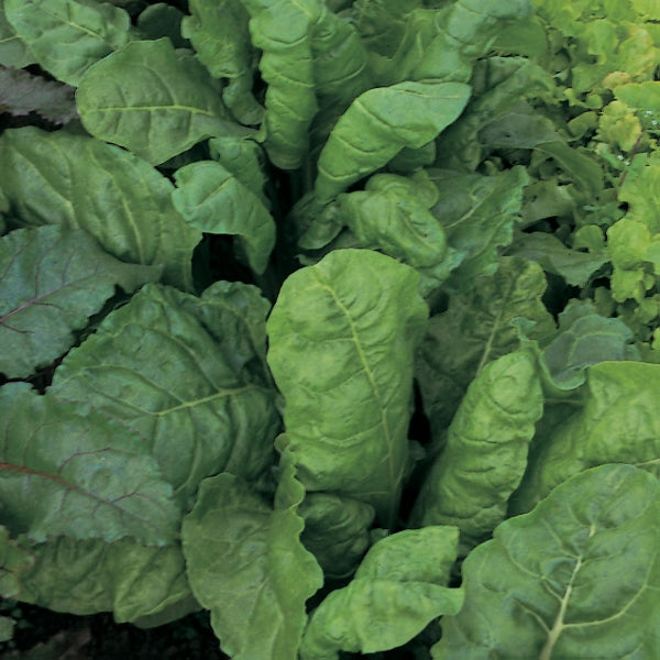 Perpetual spinach beet seedlings in a tray showing glossy dark green, crinkled cutting leaves