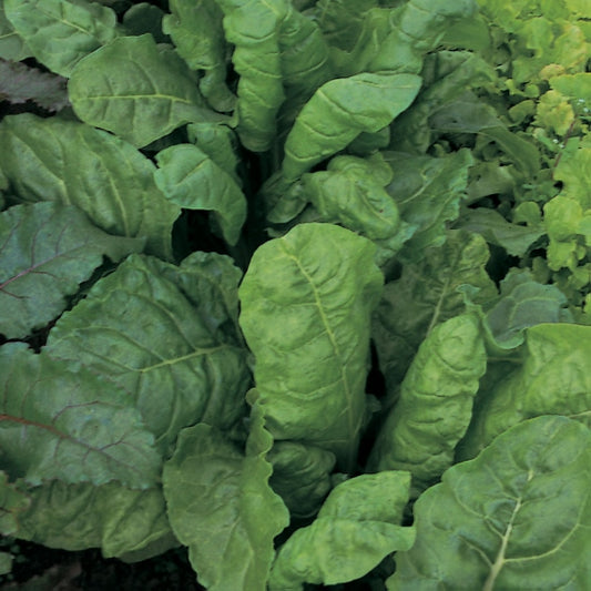 Perpetual spinach beet seedlings in a tray showing glossy dark green, crinkled cutting leaves
