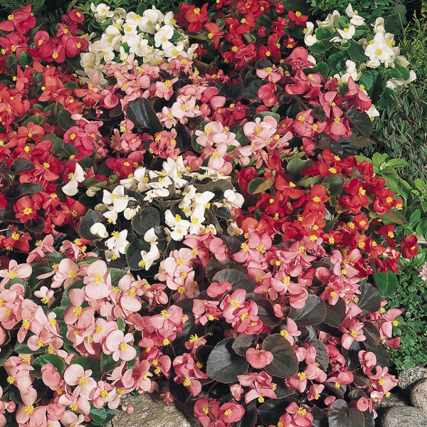 Begonia with ruffled blooms and glossy green foliage in small container for patio or balcony