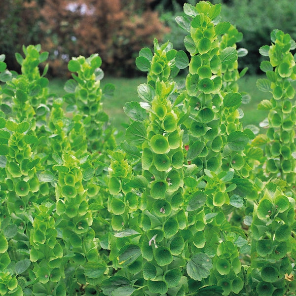 Bells of Ireland (Moluccella laevis) tall stems with stacked green bell-shaped calyces, ornamental cut flower