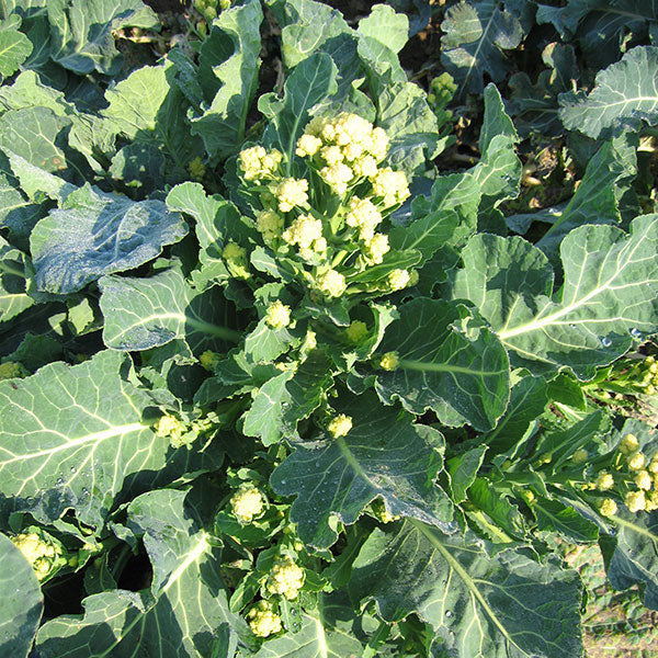 Broccoli Burbank with firm green head among leaves, homegrown vegetable ready for harvest