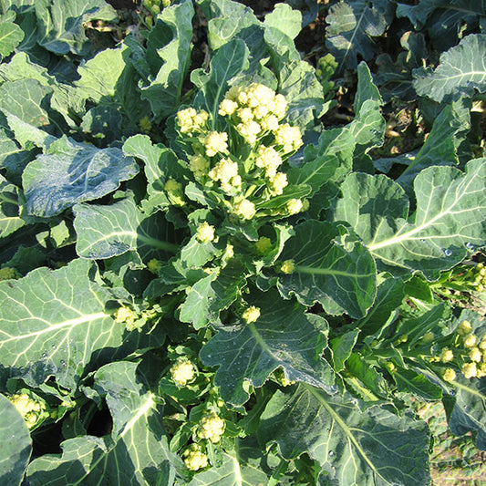 Broccoli Burbank with firm green head among leaves, homegrown vegetable ready for harvest