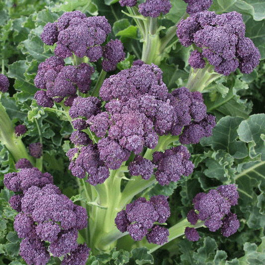 Purple sprouting broccoli Claret showing deep purple florets on slender green stems ready for harvest