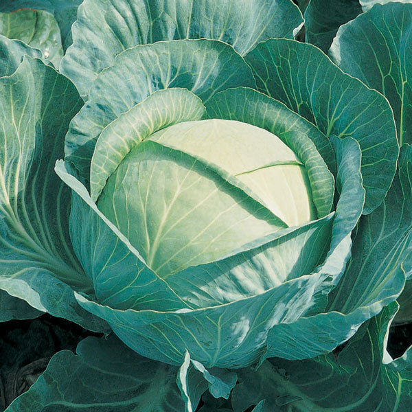 Brigadier cabbage with compact firm green head and overlapping glossy leaves ready for harvest