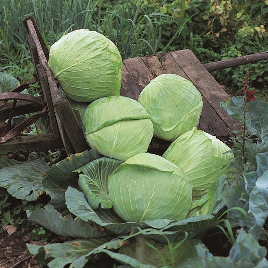 Primo F1 cabbage large round green head on soil, mature vegetable ready for harvest