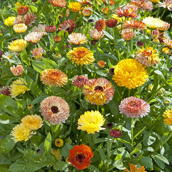 Bright orange calendula (pot marigold) cluster with dark green foliage and open blooms