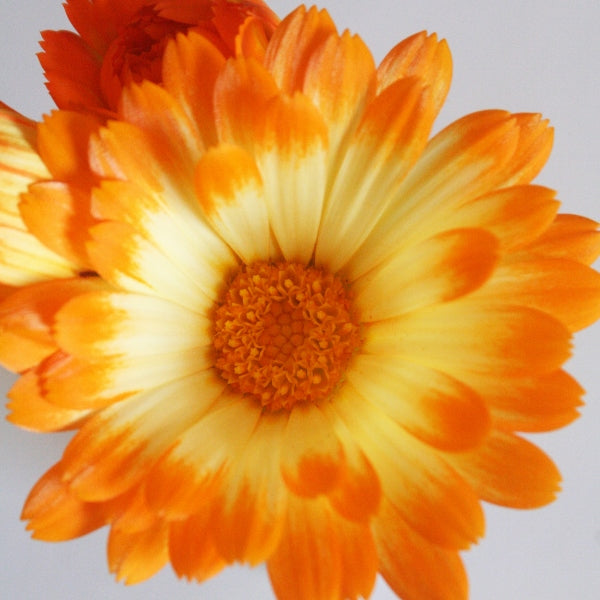 Calendula Oopsy bedding plant with vibrant orange daisy-like blooms in a nursery pot